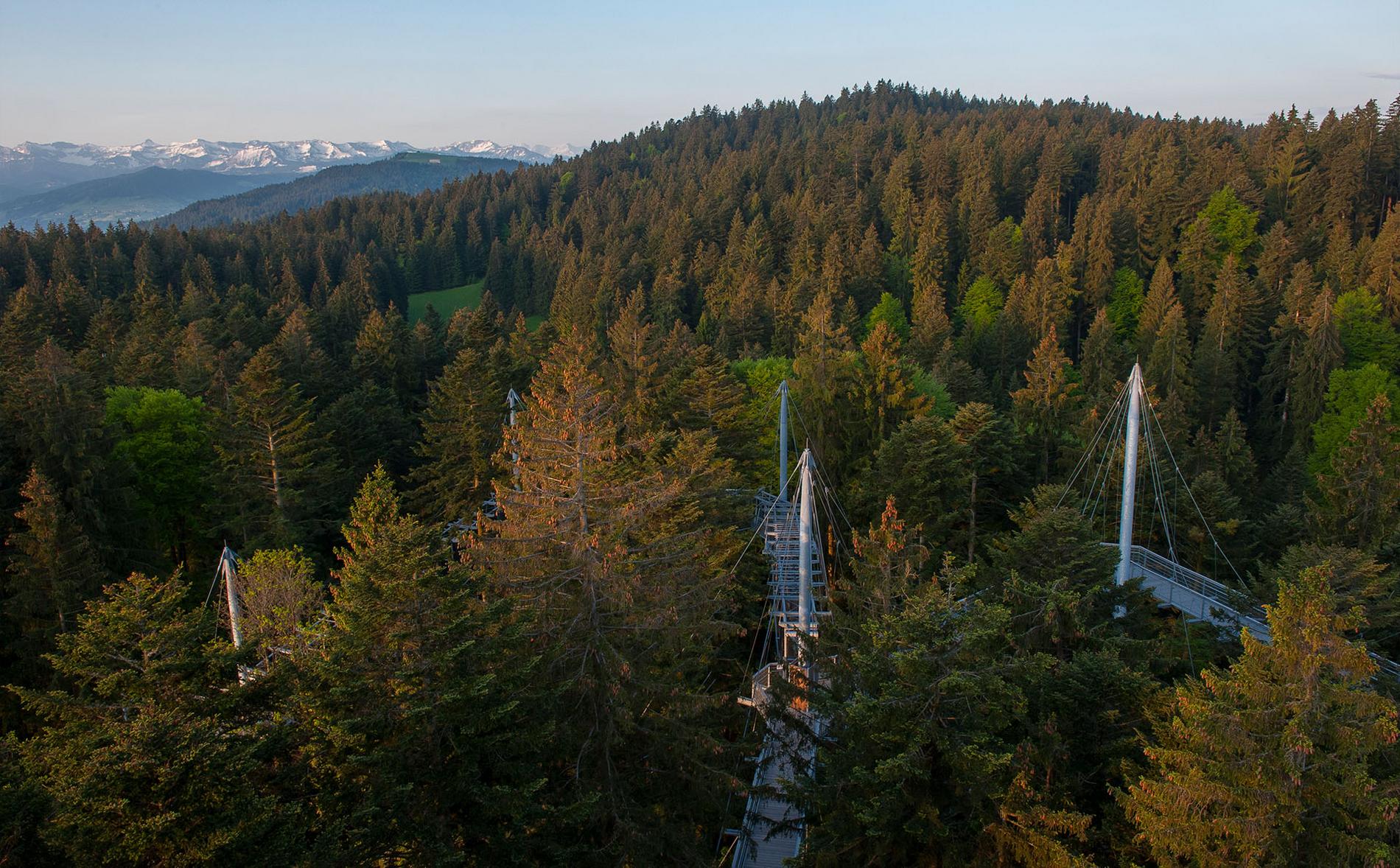 Skywalk im Allgäuer Wald bei Scheidegg