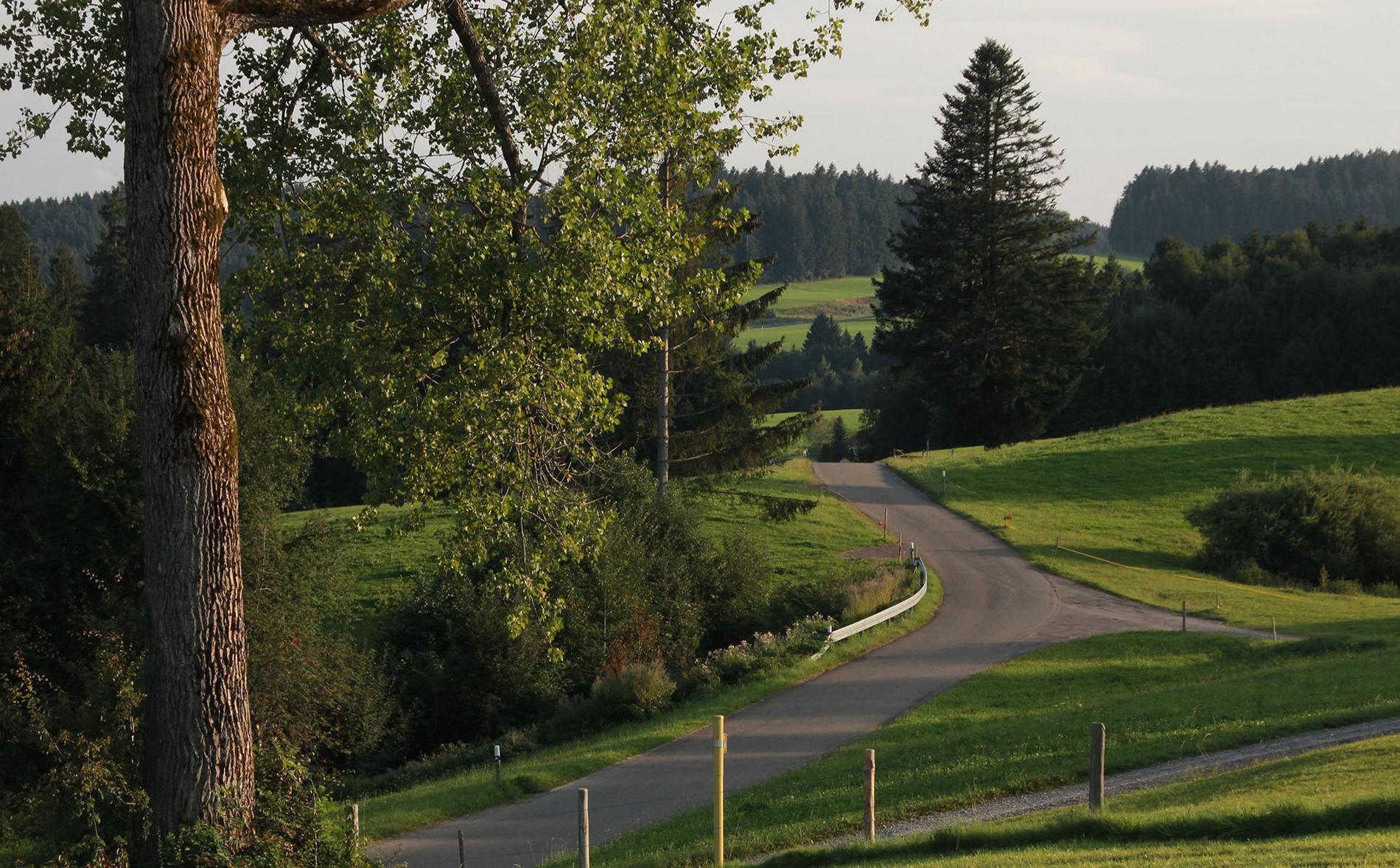 Kurvige Straße durch grüne Hügellandschaft im Allgäu