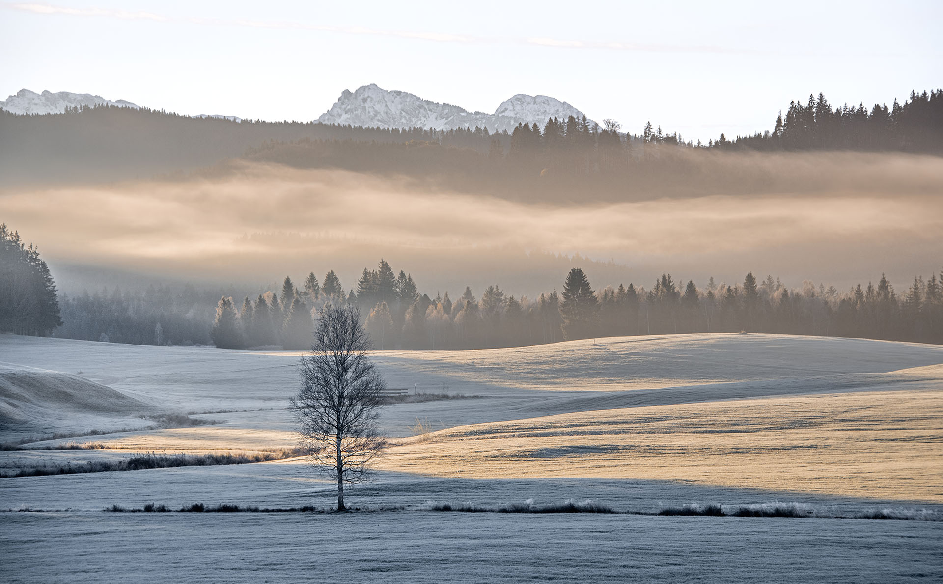 Sanfte Hügellandschaft im Allgäu im warmen Morgenlicht