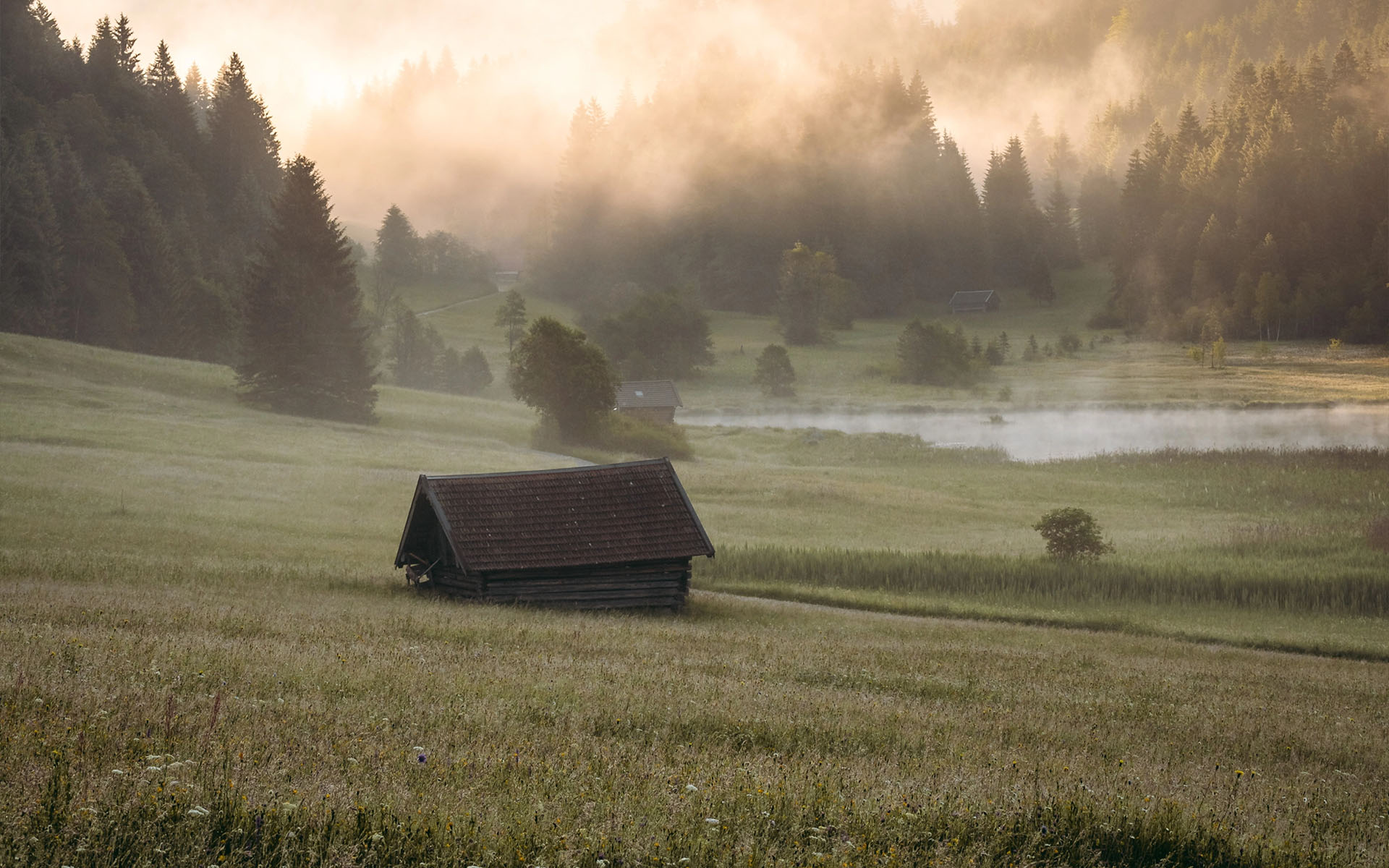 Nebeliger Sonnenaufgang über Wiesen und Wald im Allgäu