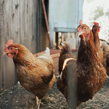 Freilandhühner auf einem Bauernhof im Allgäu