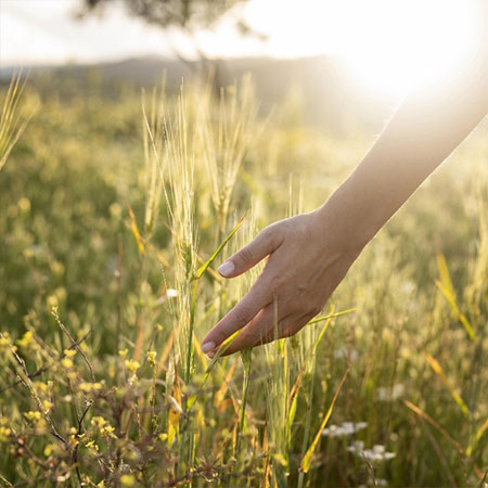 Hand streicht durch eine blühende Wiese im Allgäu