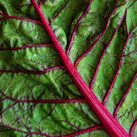 Detailaufnahme eines Mangoldblatts mit roten Adern