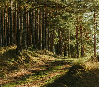 Waldweg mit Sonnenlicht im Allgäu