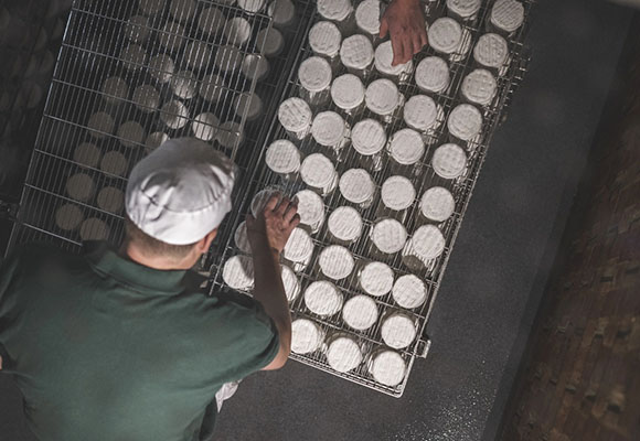 Mitarbeiter kontrolliert frisch hergestellte Käseräder in einer Käserei