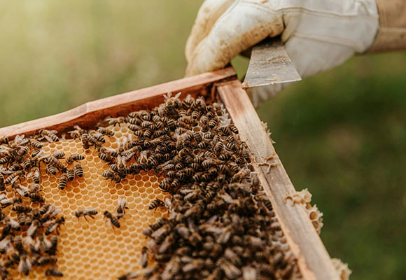 Imker öffnet Bienenwabe mit vielen Bienen bei der Honigproduktion