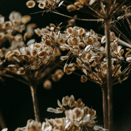 Detailaufnahme einer getrockneten Pflanze als Naturdekoration